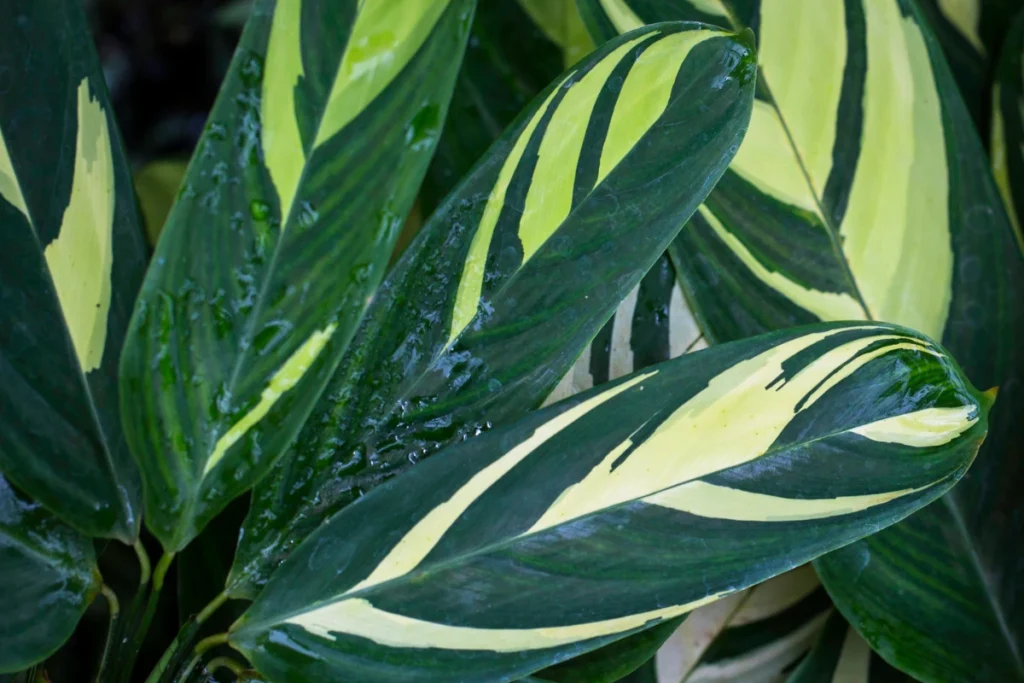 PANCs: O Que São, Benefícios, Onde Encontrar e como Consumir. Araruta (Maranta arundinacea).
