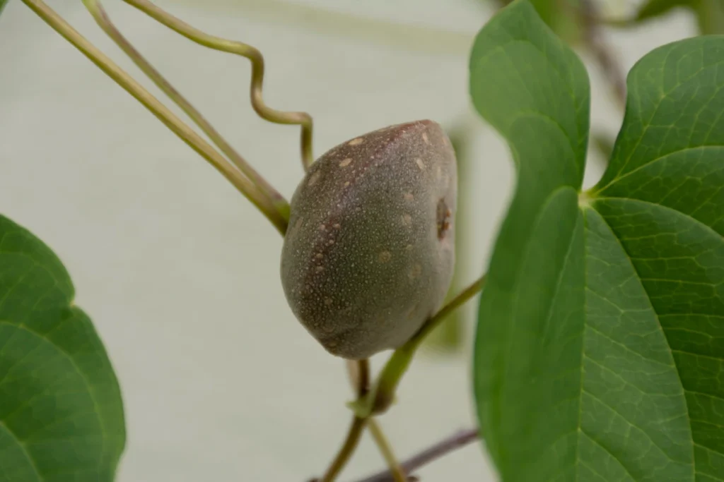 PANCs: O Que São, Benefícios, Onde Encontrar e como Consumir. Cará-do-ar (Dioscorea bulbifera).