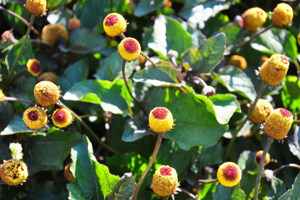 PANCs: O Que São, Benefícios, Onde Encontrar e como Consumir. Jambu Acmella oleracea.