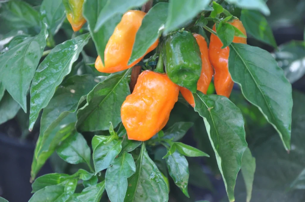 PANCs: O Que São, Benefícios, Onde Encontrar e como Consumir. Pimenta biquinho (Capsicum chinense).
