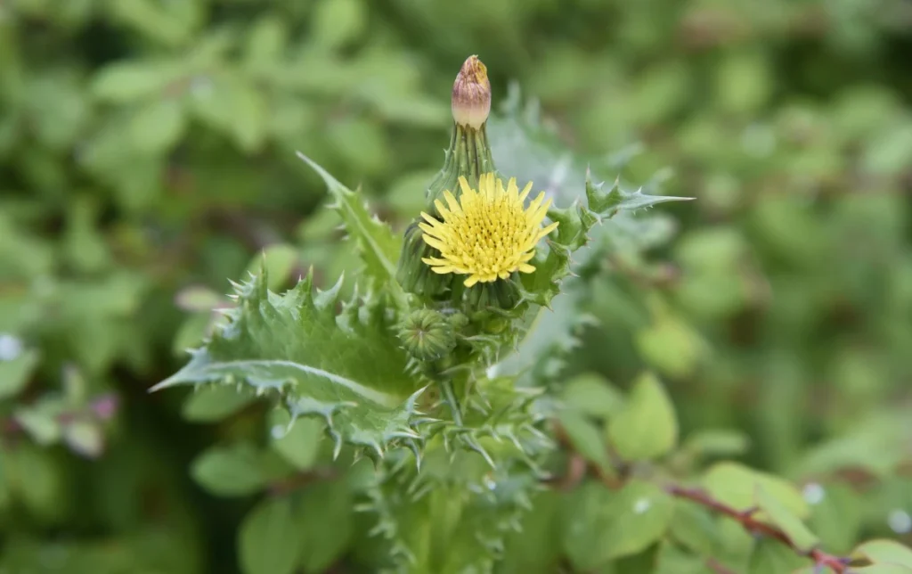 PANCs: O Que São, Benefícios, Onde Encontrar e como Consumir. Serralha (Sonchus oleraceus).