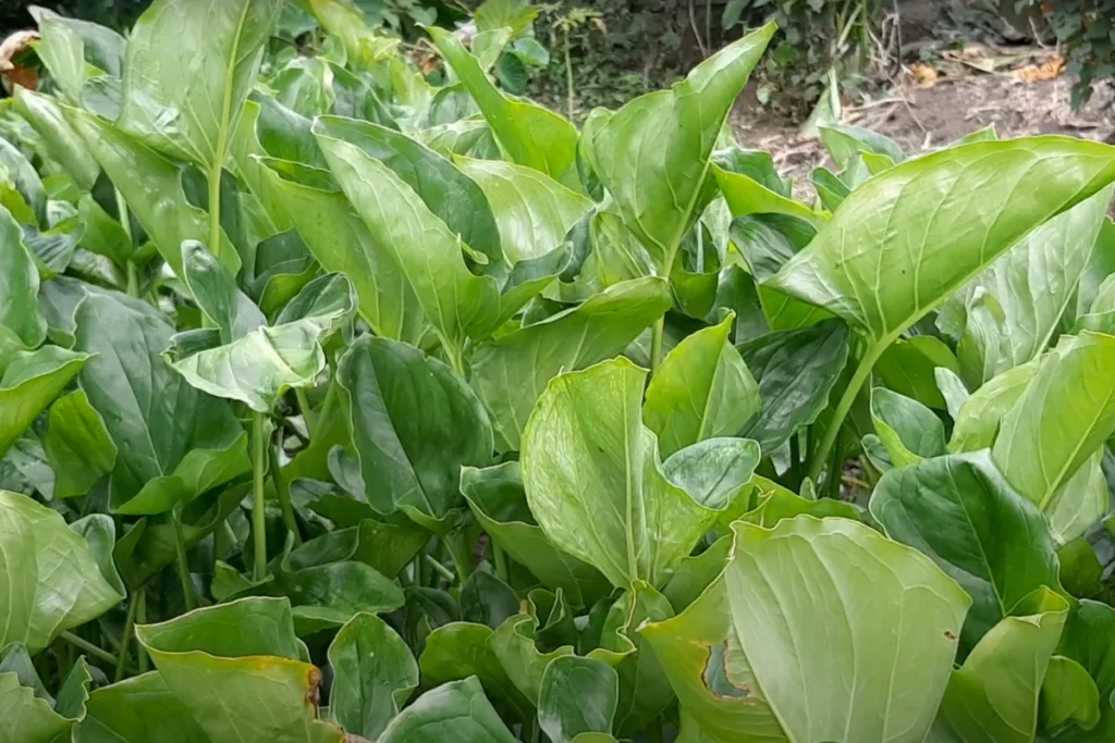 PANCs: O Que São, Benefícios, Onde Encontrar e como Consumir. Mangarito (Xanthosoma riedelianum).