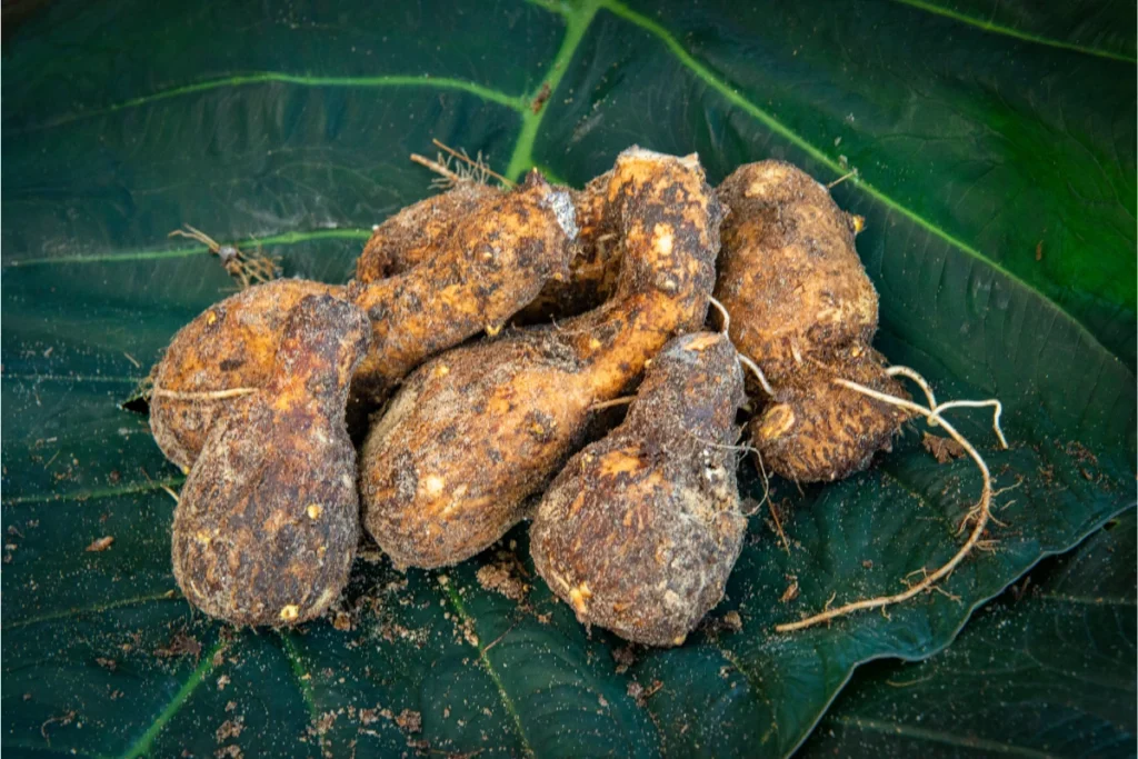 PANCs: O Que São, Benefícios, Onde Encontrar e como Consumir. Taioba (Xanthosoma sagittifolium).
