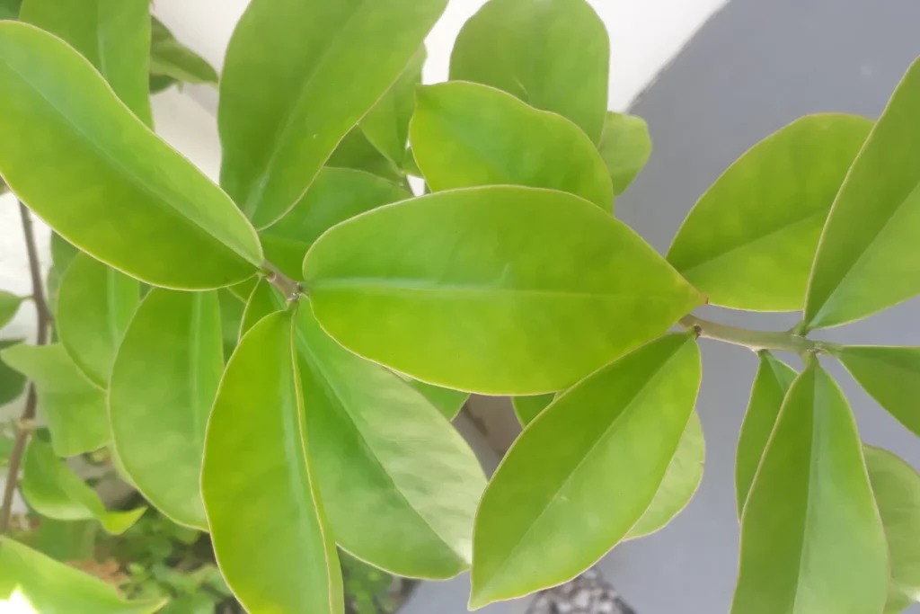 PANCs: O Que São, Benefícios, Onde Encontrar e como Consumir (Pereskia aculeata).