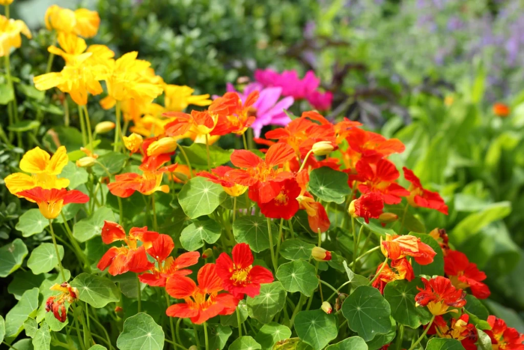 PANCs: O Que São, Benefícios, Onde Encontrar e como Consumir. Capuchinha (Tropaeolum majus).