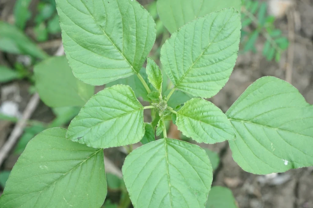 PANCs: O Que São, Benefícios, Onde Encontrar e como Consumir. Planta Caruru (Amaranthus viridis).