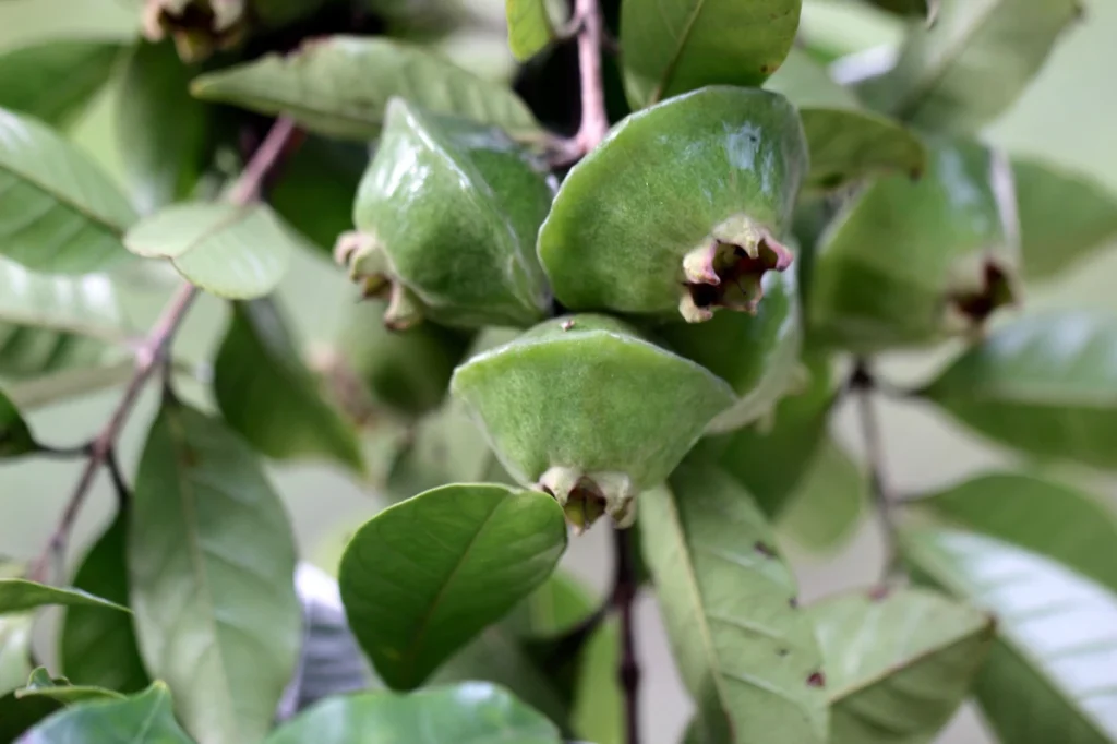 PANCs: O Que São, Benefícios, Onde Encontrar e como Consumir. Cambuci (Campomanesia phaea).