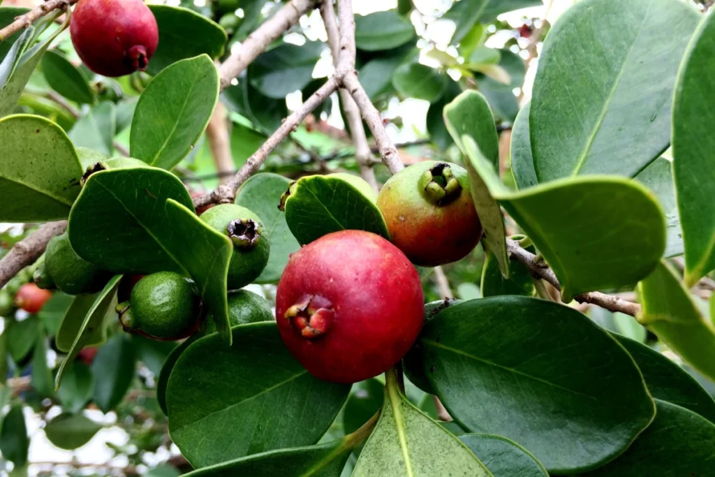 PANCs: O Que São, Benefícios, Onde Encontrar e como Consumir. Araçá (Psidium cattleianum).