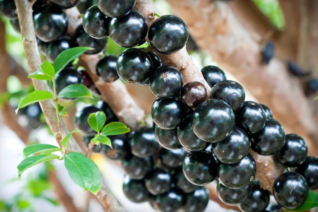 PANCs: O Que São, Benefícios, Onde Encontrar e como Consumir. Jabuticaba (Plinia cauliflora).