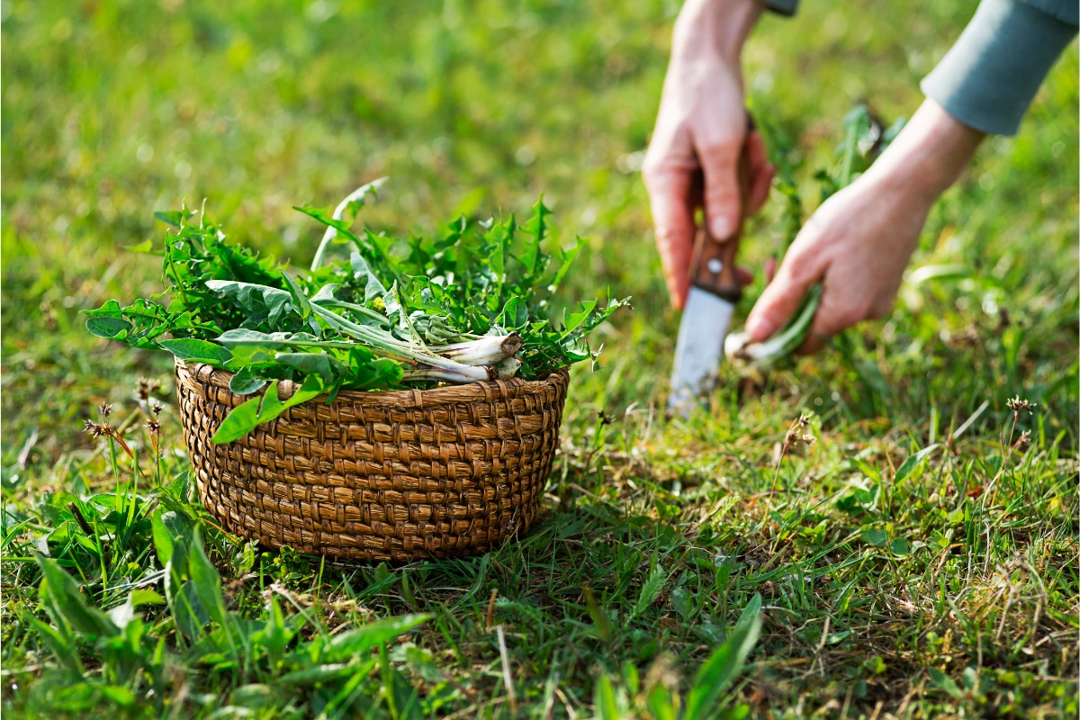 PANCs: O Que São, Benefícios, Onde Encontrar e como Consumir. Um pessoa colhendo folhas frescas de dente-de-leão comestível.