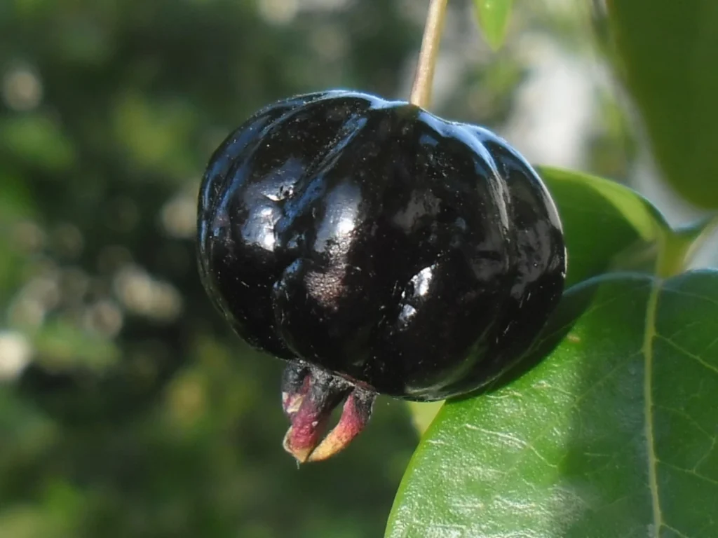 Pitanga: O que é, Benefícios, Tipos e Como Consumir. Uma pitanga negra na pitangueira.