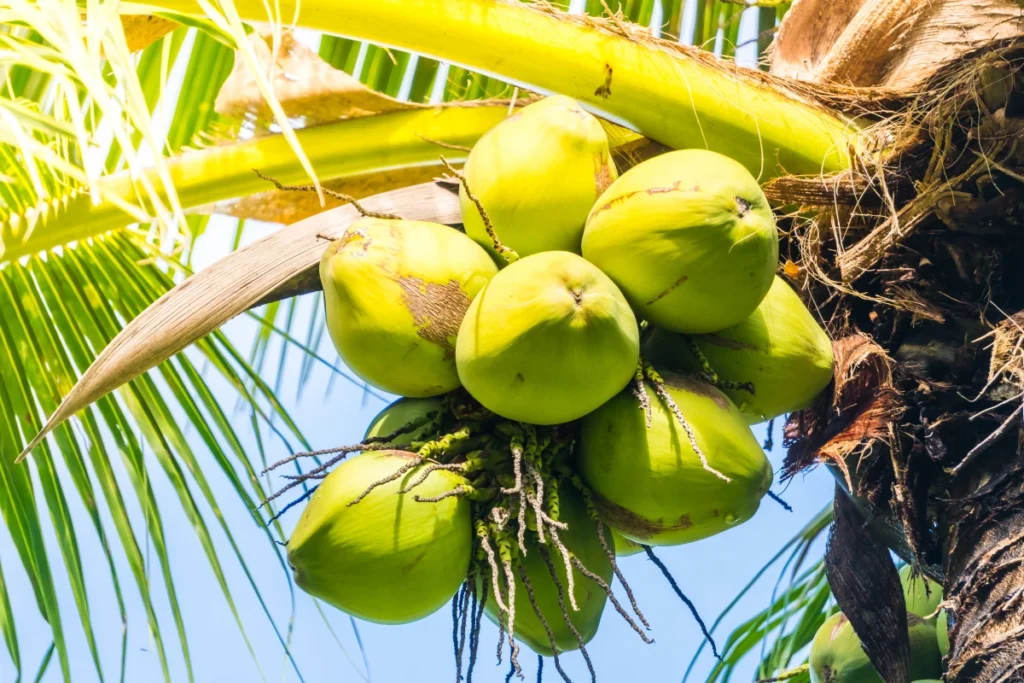 Água de Coco: benefícios, propriedades e como consumir.
Cocos verdes no coqueiro.