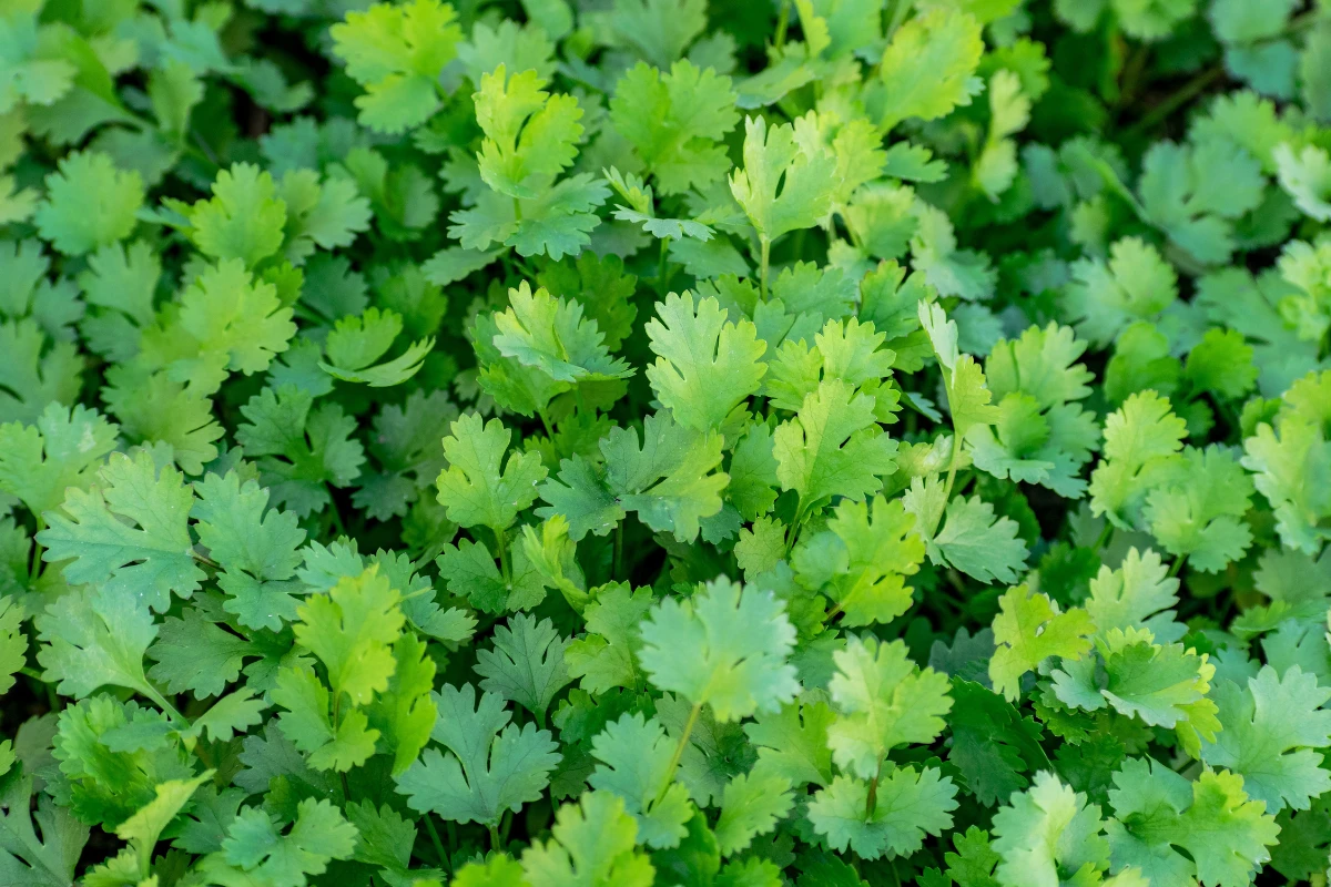 A Erva Que Divide Opiniões Mas Pode Reduzir o Açúcar no Sangue. Bando de Coentro em close-up.