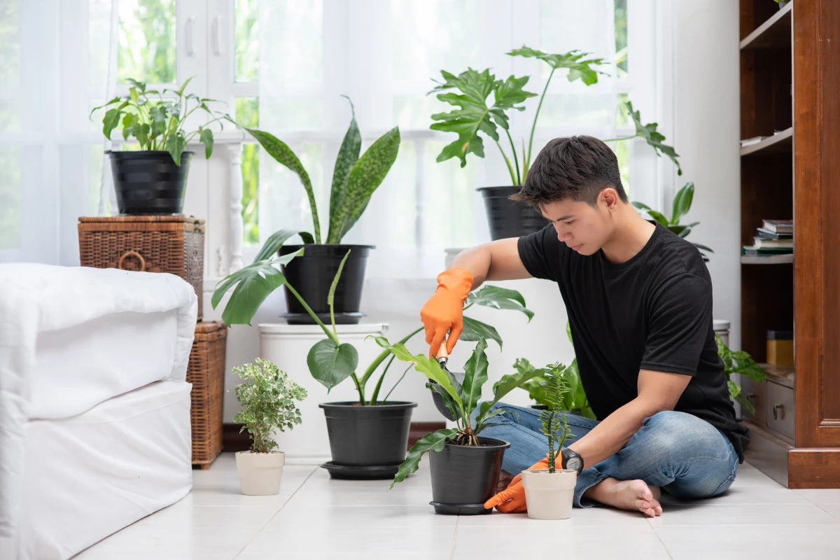 Estas 6 Plantas Comuns Eliminam 87% das Toxinas do Ar da Sua Casa (A 4ª Vai Te Surpreender)