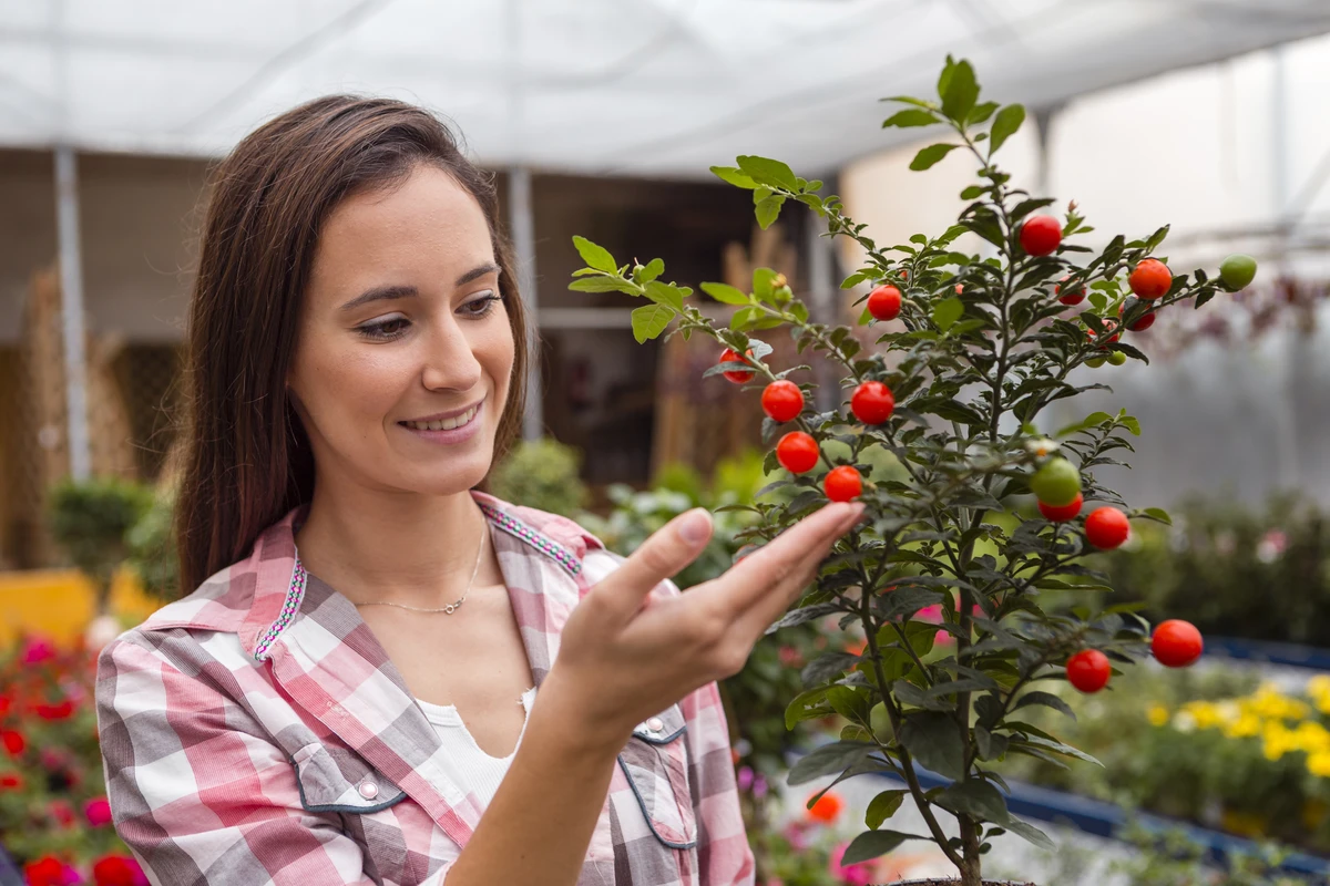 Mulher examinando tomates cereja cultivados em estufa, demonstrando como cultivar árvores frutíferas dentro de casa